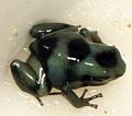 Dendrobates auratus bleue
